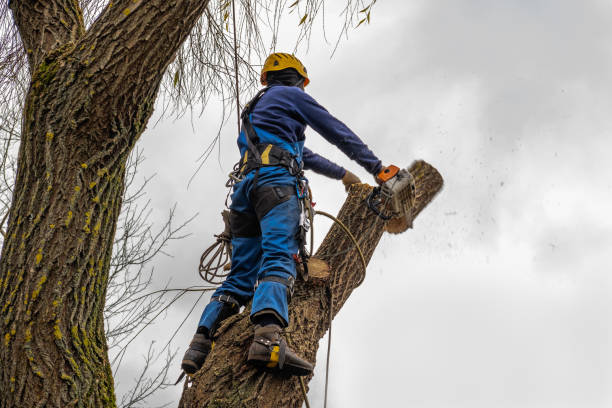 Best Tree Removal  in Bellmead, TX